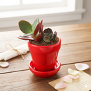 Fruit Pot &amp; Saucer Set (multiple colors)