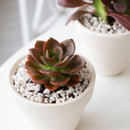  How to grow Echeveria Melaco, How to care echeveria succulents for thanksgiving, Easter echeveria gift, echeveria, echeveria succulent, echeveria types, succulent echeveria, buy succulents online, succulent shop, succulent store, echeveria plant, indoor succulents