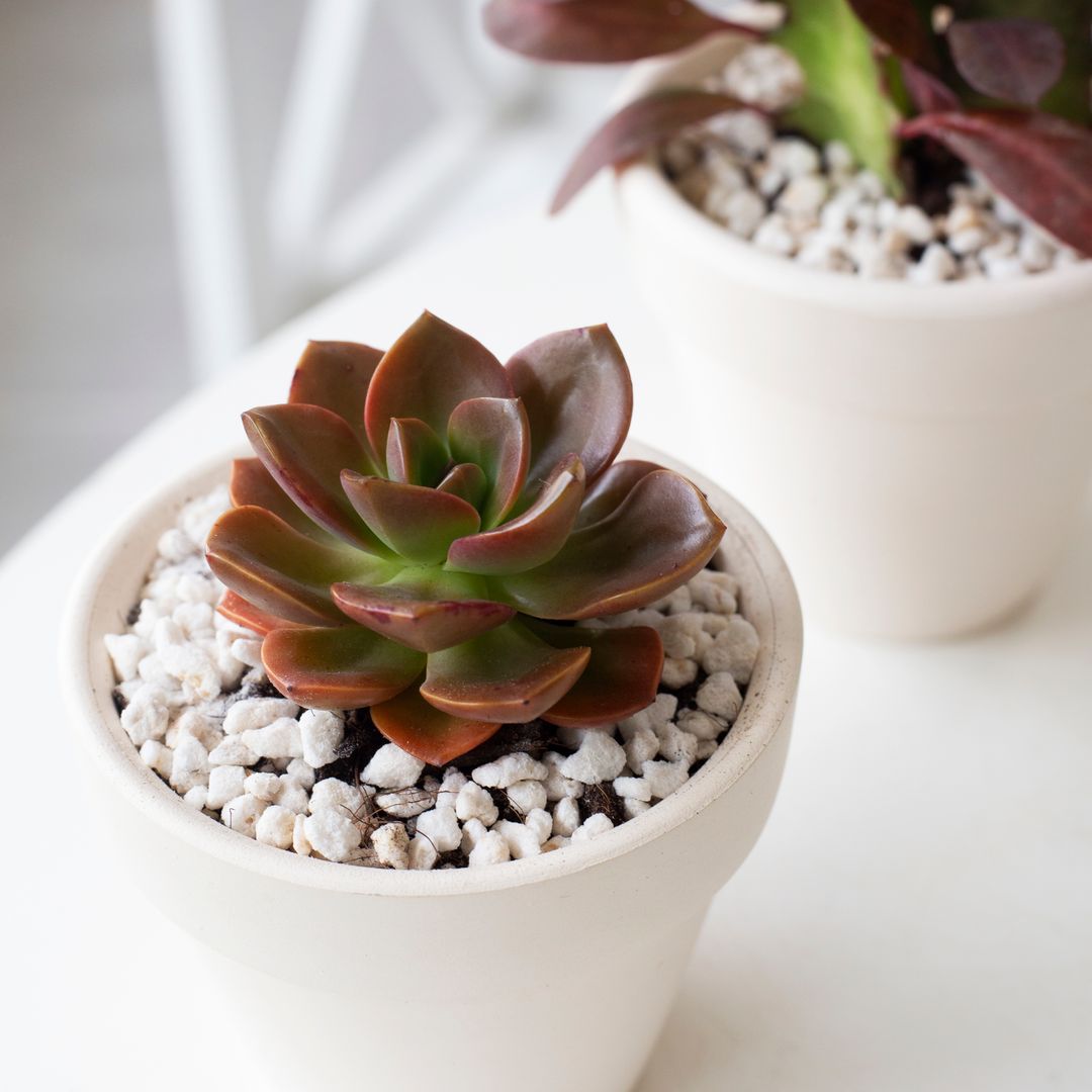 Echeveria Melaco Brown Rose, buy echeveria online, Echeveria Melaco Brown Rose for sale, buy succulent online, melaco brown rose succulent in white clay pot
