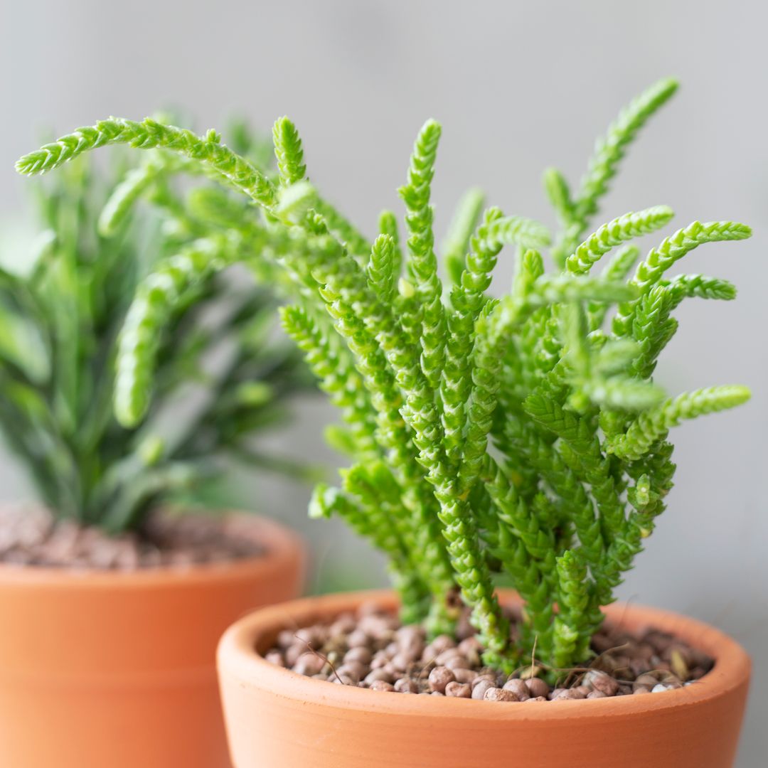 chain plant succulent Crassula Watch Chain