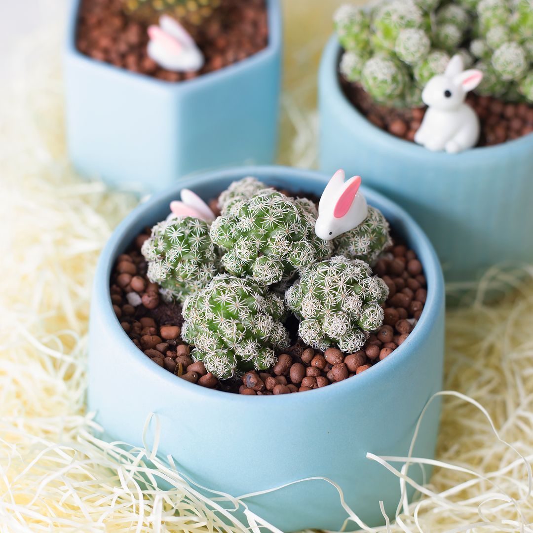 Thimble Cactus Mammillaria Succulent for Sale - Tiny Cactus for Gift Ideas  - Succulents Box