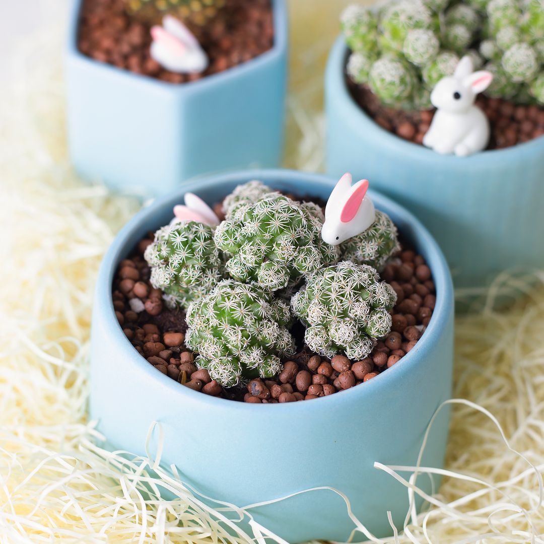 where to buy tiny succulents Thimble Cactus