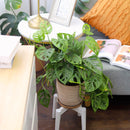 Swiss Cheese plant, Monstera adansonii, Monstera plant, plant with lacy leaves, best air-purifying plant, vining Monstera for hanging baskets 