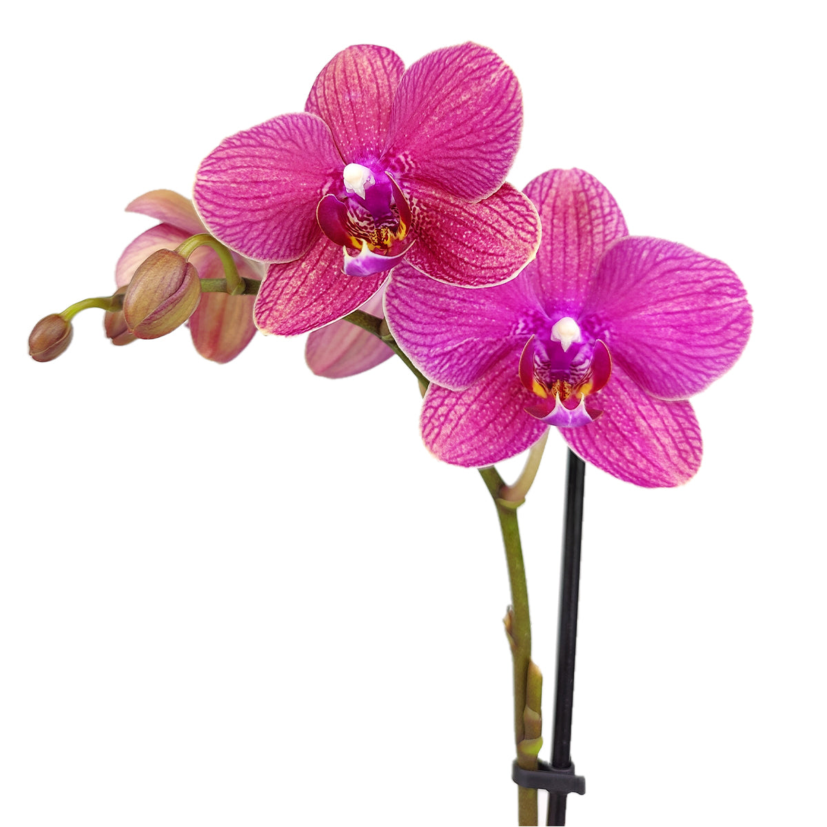 orchid plants, orchid pot, orchid, orchid flowers, orchid pots with holes, live orchid plants, phalaenopsis orchid, pink orchid flowers, long-lasting orchid plants