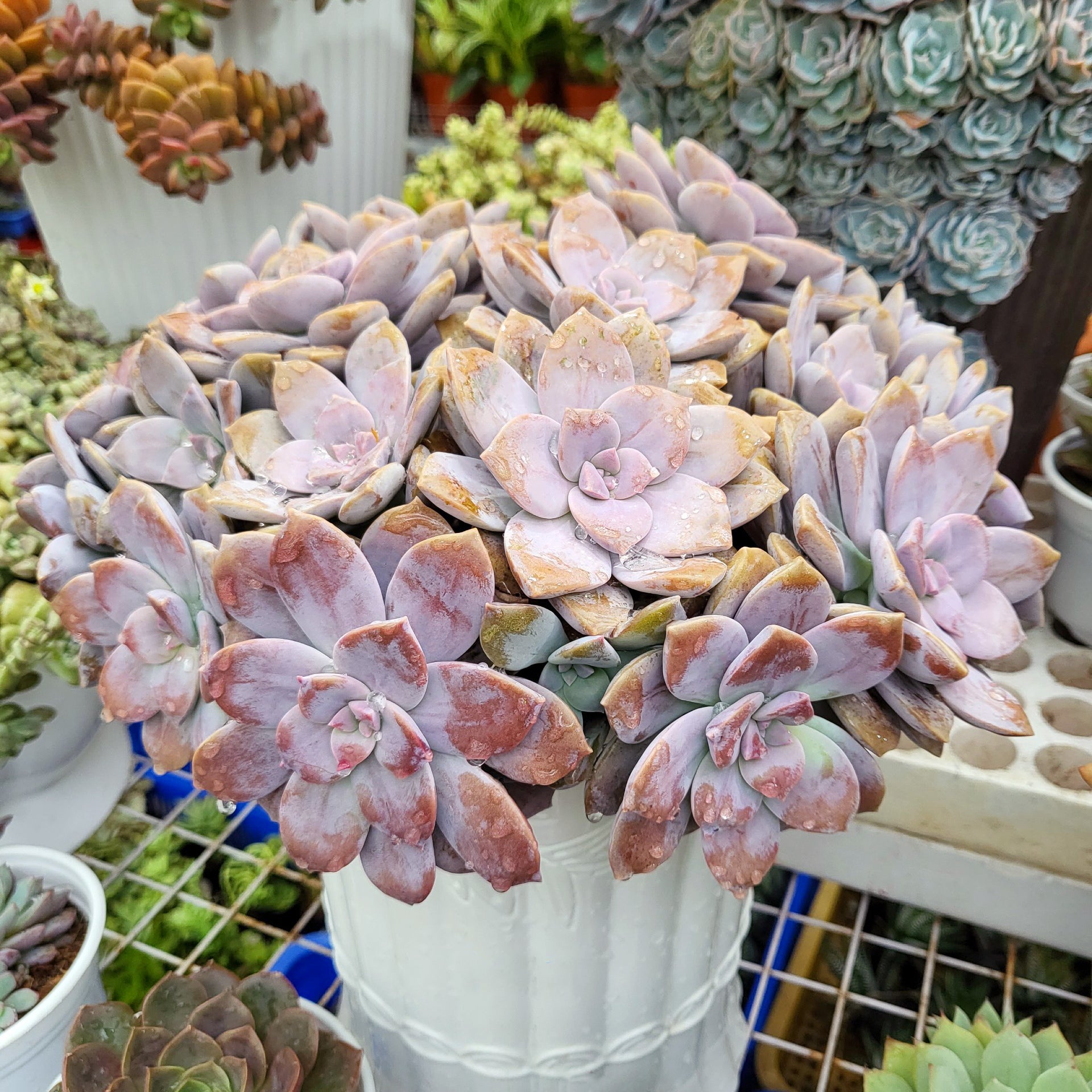 graptopetalum succulent Graptopetalum Superbum Pentandrum For Sale with Care Guide 2 inch / Bamboo Pot by Succulents Box