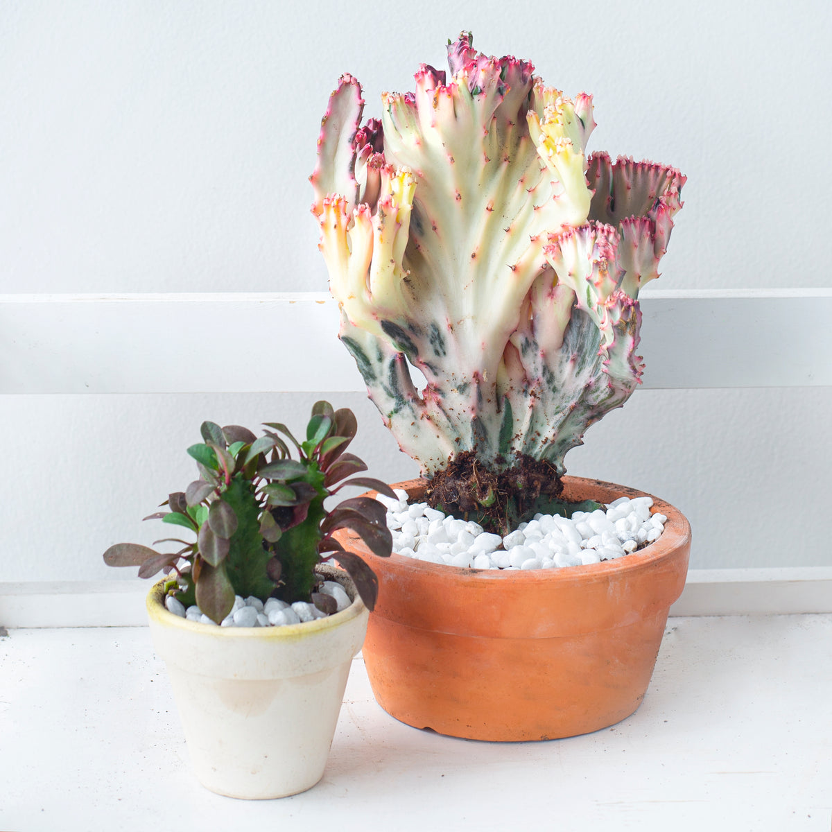 unique fan-shaped succulent, rare cacti, cacti for sale, cacti shop in ca, buy succulents online