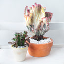 Mermaid Tail Succulent, monthly succulents, succulent care, succulent care guide, Succulents shop near me, indoor succulents, succulents garden, cactus, succulent subscription, Mermaid Tail Succulent in California, How to grow Mermaid Tail Succulent, Rare Crested Pink Cactus, rare succulent, cactus, cactus succulent, succulent cactus, cacti, cactus and succulents, succulents box, succulent shop, buy succulents online