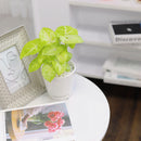 Syngonium Gold Allusion, the best air-purifying houseplants,houseplant gift ideas, how to decorate your space with Syngonium Gold Allusion, best online nursery california