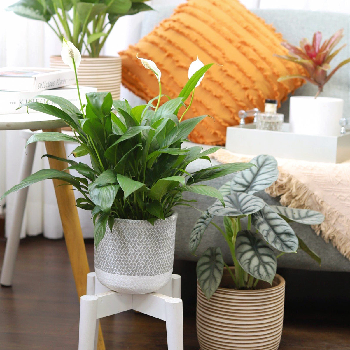 pots for home decoration, 6 inch cement pots, grey planters for houseplants, white cement planter