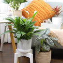 Spathiphyllum Green Peace Lily, peace lily plant, how to care for a peace lily, buy Peace Lily online, Peace Lily for sale, Peace Lily in ca, nasa air purifying plants, easy flowering houseplants, best air purifying plants indoor