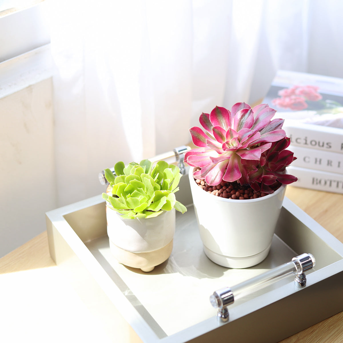 Aeonium Mardi Gras Rosettes, colorful succulents, red succulents