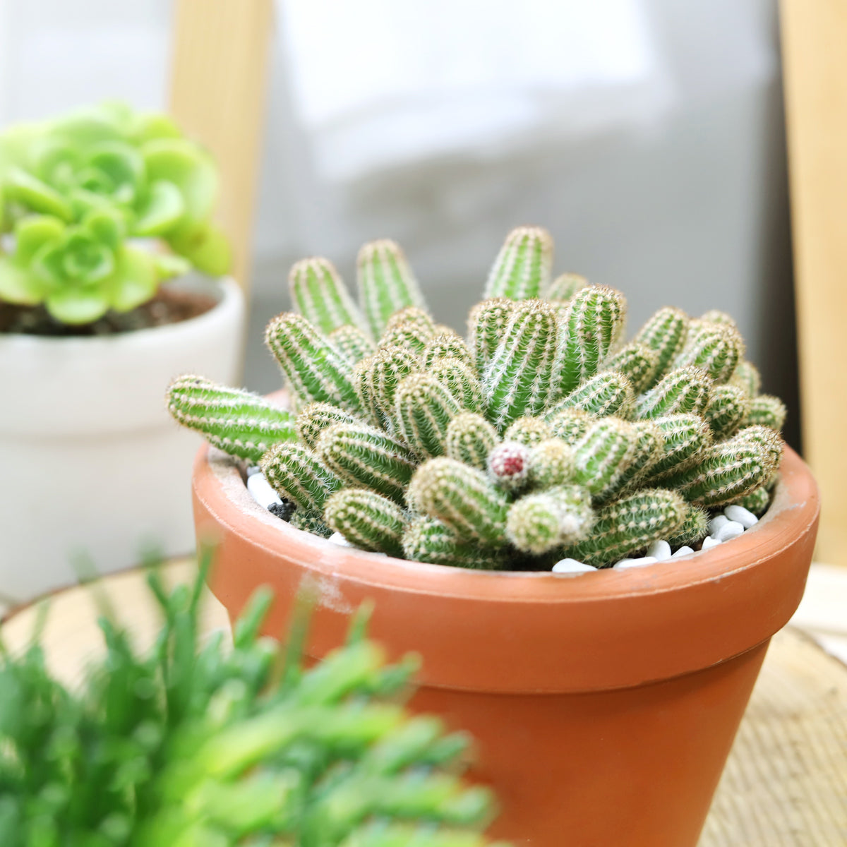 Peanut Cactus Echinopsis, cactus for sale, low maintance indoor plants, succulents and cactus in ca