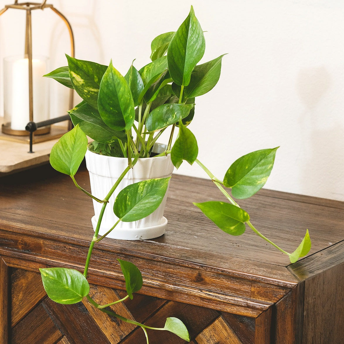 Golden Pothos, air-purifying houseplant, plants recommended by NASA for cleaning indoor air, buy pothos houseplant online