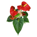 anthurium care indoor, how to care for anthurium, Anthurium Red, red Anthurium in ca, best indoor flowering plants, outdoor flowering plants, flamingo flower, anthurium plants