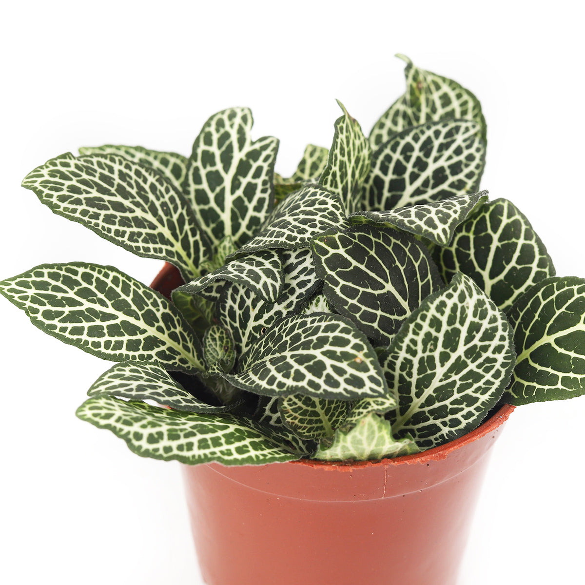 lucky plants for new year eve, feng shui plants for living room, feng shui plants for home, white nerve plants