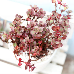 blood succulents Dragon's Blood Sedum, Red Stonecrop Succulents with Care Guide