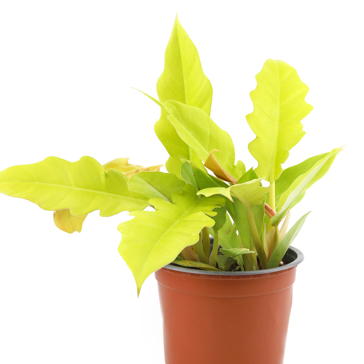philodendron gergaji golden Philodendron Gergaji Golden - Colorful Tropical Live Indoor Plants