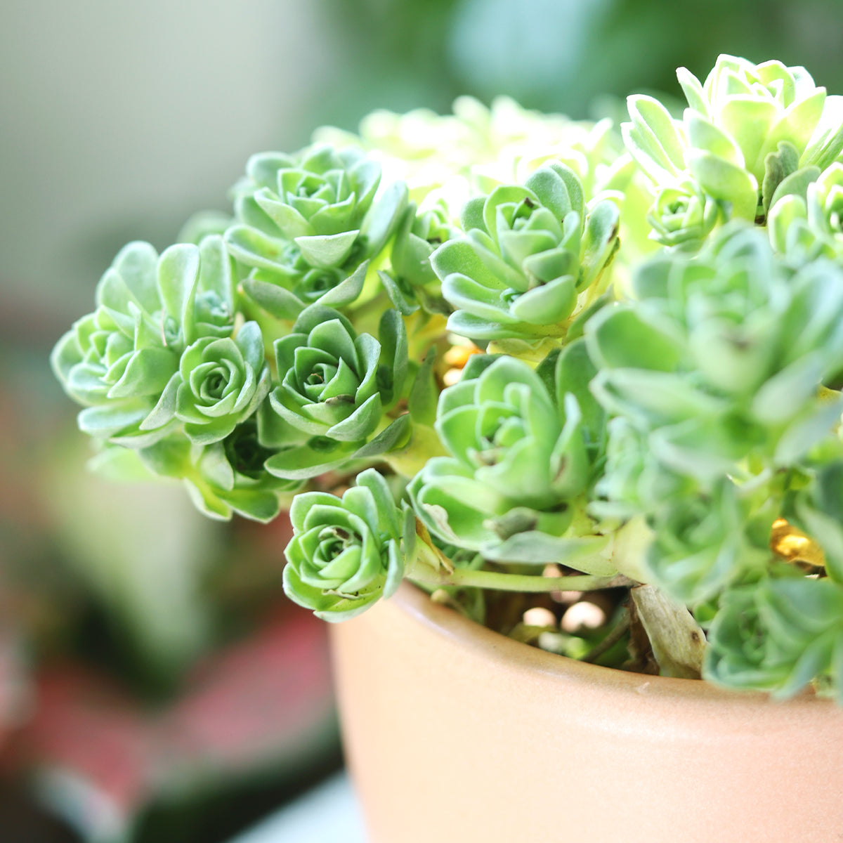 mountain rose succulent plant Aeonium Aureum Greenovia Mountain Rose