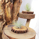 Tillandsia Air Plant Care, Tillandsia Magnusiana Air Plant for sale, How to grow indoor air plant, air plant gift subscription box monthly, air plant decor ideas