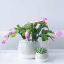 christmas cactus, thanksgiving cactus, how to care for a christmas cactus, thanksgiving cactus care, Christmas Cactus Thanksgiving Cactus for sale