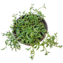 String of Dolphins Plant for sale, Senecio Peregrinus Succulent for sale, Dolphins Necklace Plant, Rare Succulents, Trailing Hanging Plant, Dolphins Succulent with Care Guide