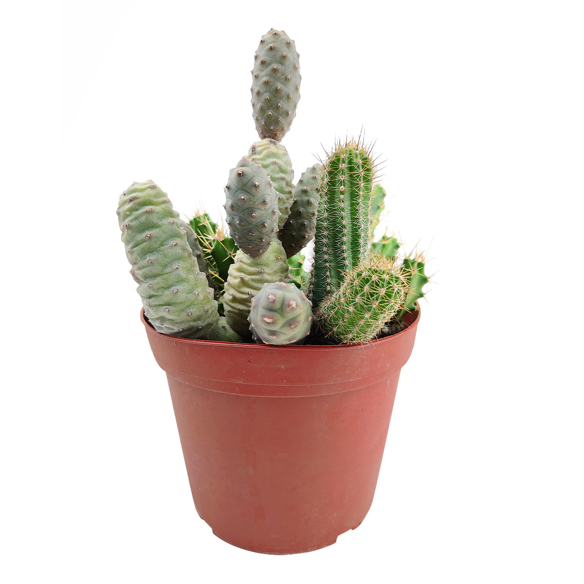 Cactus Garden Arrangement, Cacti, Random Cactus in Pot, Unique Cactus Arrangment, 3 kinds of cactus in pot for sale, cactus for sale