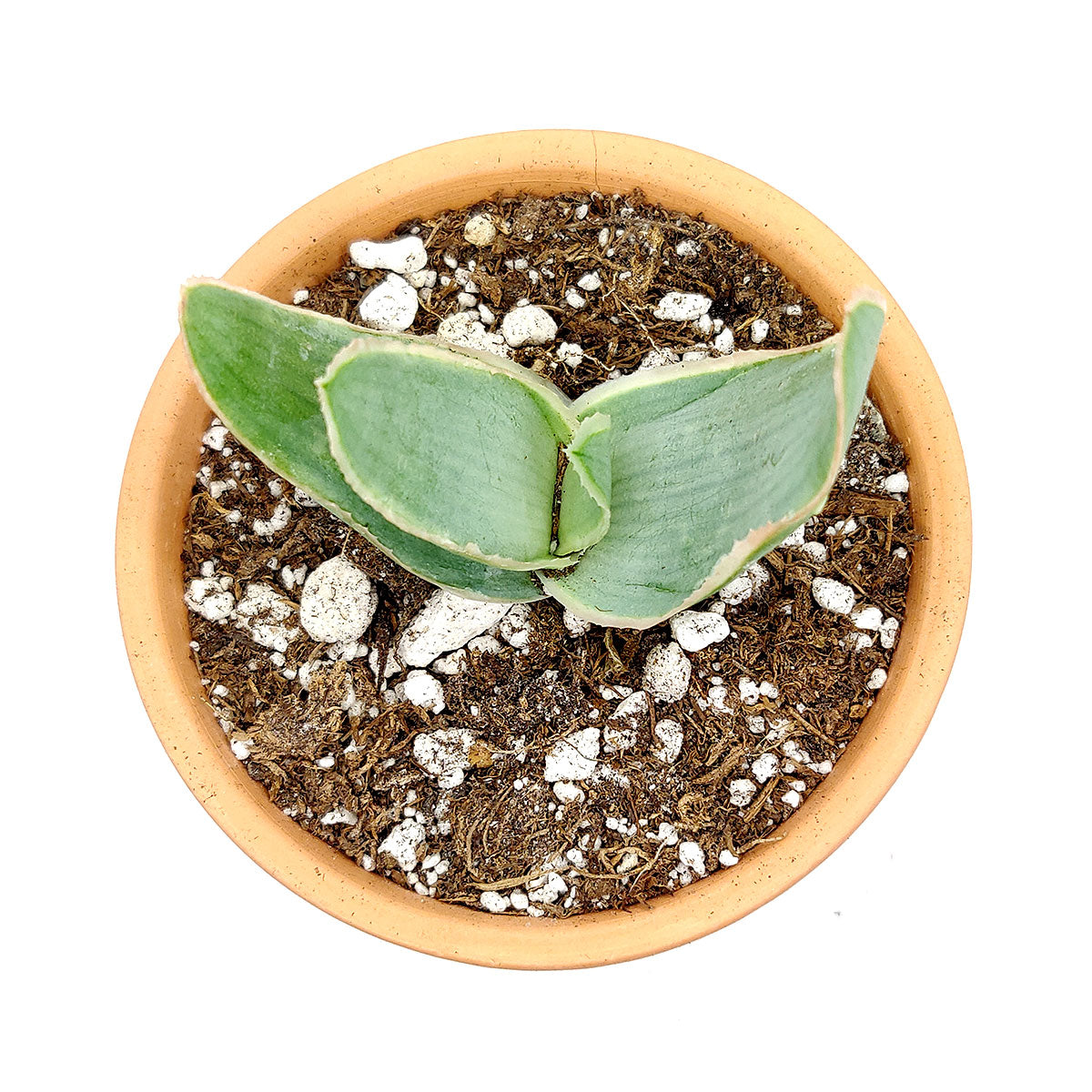 Coral Aloe Striata for Sale, Rare succulents, how to grow succulents, succulents shop in California, succulent plant, monthly succulents, succulents store in CA, cactus, succulent care, Coral Aloe Striata in California, How to grow Coral Aloe Striata