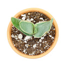 Coral Aloe Striata for Sale, Rare succulents, how to grow succulents, succulents shop in California, succulent plant, monthly succulents, succulents store in CA, cactus, succulent care, Coral Aloe Striata in California, How to grow Coral Aloe Striata, aloe vera houseplant for sale
