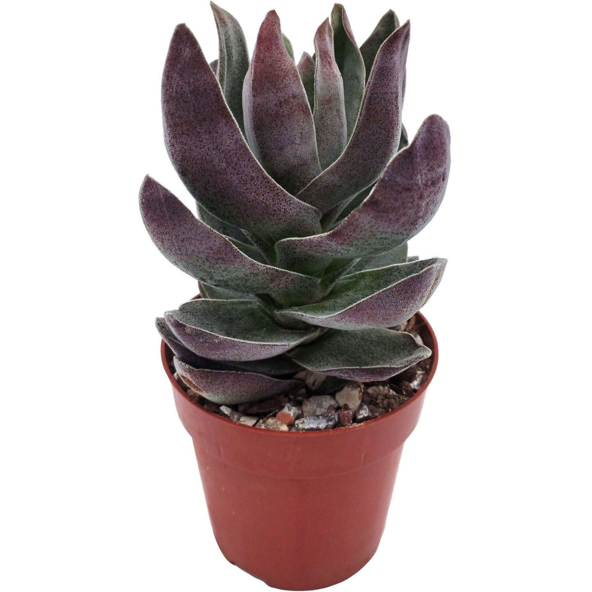 Crassula alba Garnet Lotus Succulent 2in/ 4in for sale, Buy rosette-forming succulent plant for wedding decor, Uniqe black succuent gift ideas