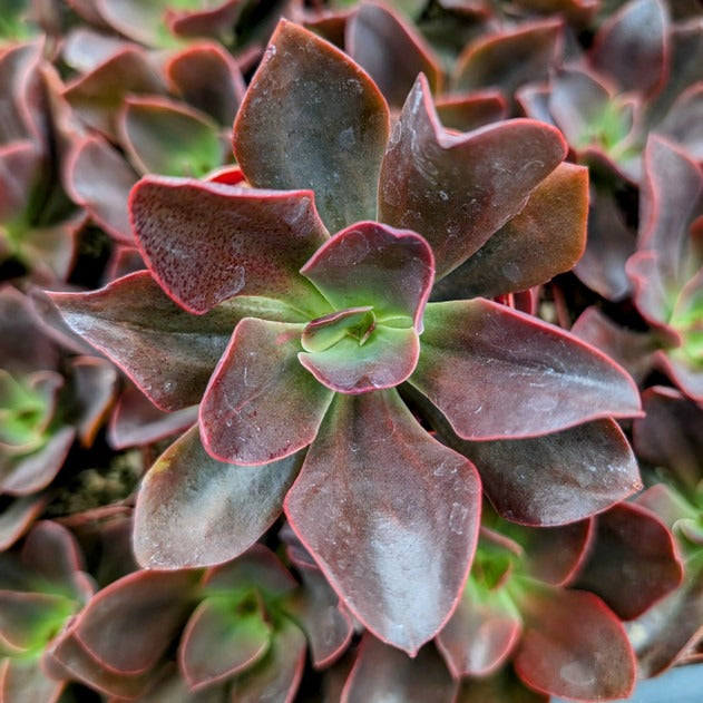Echeveria Autumn Flame