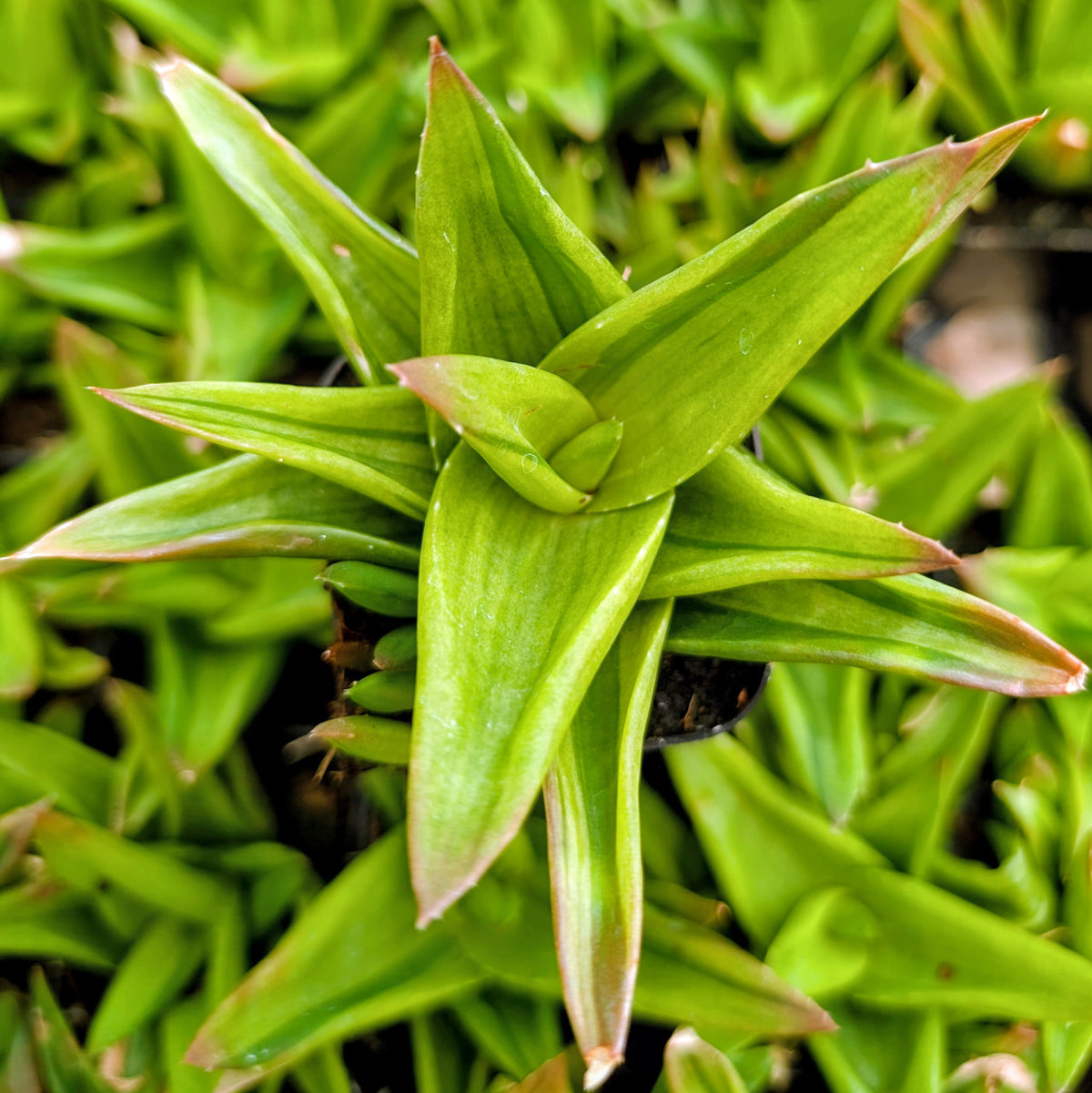 buy alworthia pentagona f. variegata live succulent 2 inch online, striking variegated green and cream striped rosette with geometric leaf arrangement, compact five-sided growth form with distinctive angular architecture, slow-growing exotic succulent requiring minimal water, rare variegated cultivar with high ornamental appeal, ideal bright shelf accent for collectors, exceptional rare plant gift for succulent enthusiasts