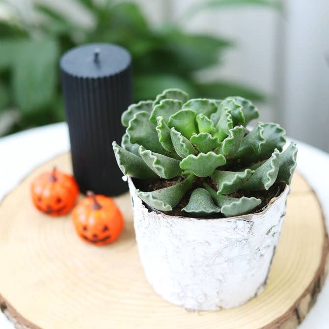 birch succulent Birch Pot Small Size, Decorative Succulent Planter for Home Office Decor