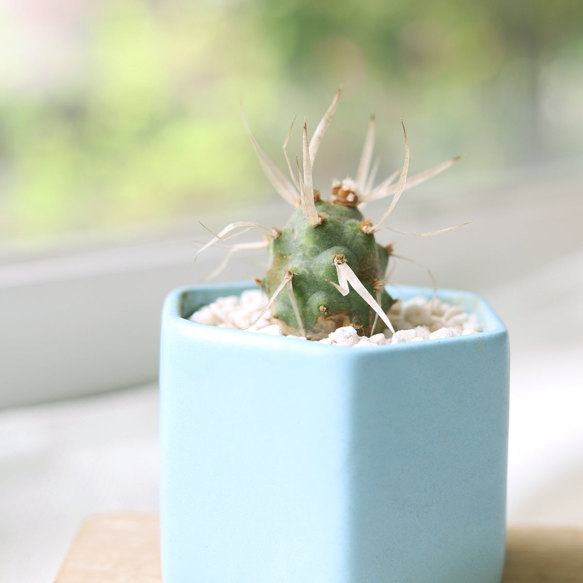 RARE Paper Spine Cactus: Unique Cool Cactus Decor