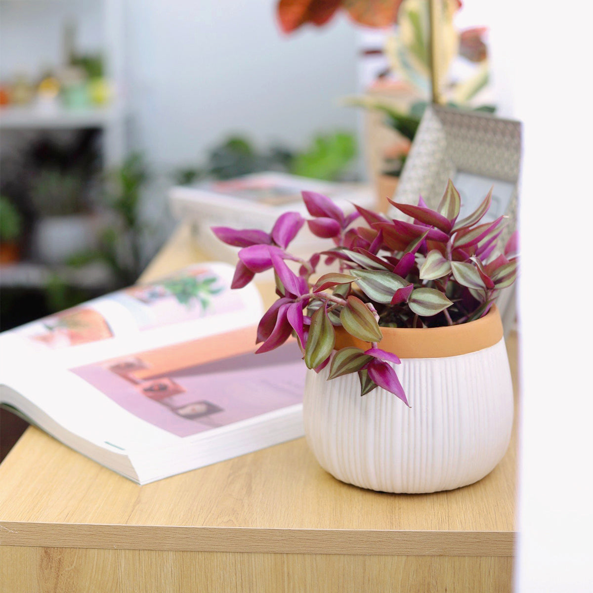 6 inch White Glazed Striped Ceramic Planter with Terracotta Rim, white ceramic pots, white decorative pots for indoor plants, small white ceramic pots