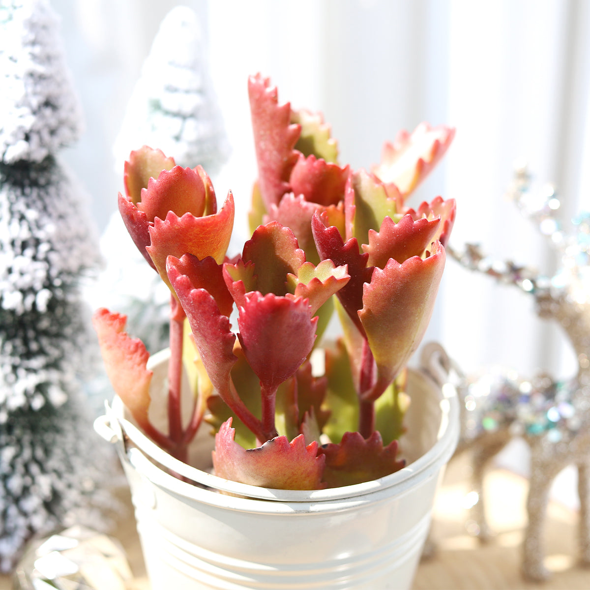 Six Angled Kalanchoe Succulent for sale online, Live succulent gift ideas, Succulent home decor ideas