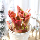 succulents garden, Rare succulents, succulent subscription, succulent care, monthly succulents, Six Angled Kalanchoe in California, How to grow Six Angled Kalanchoe