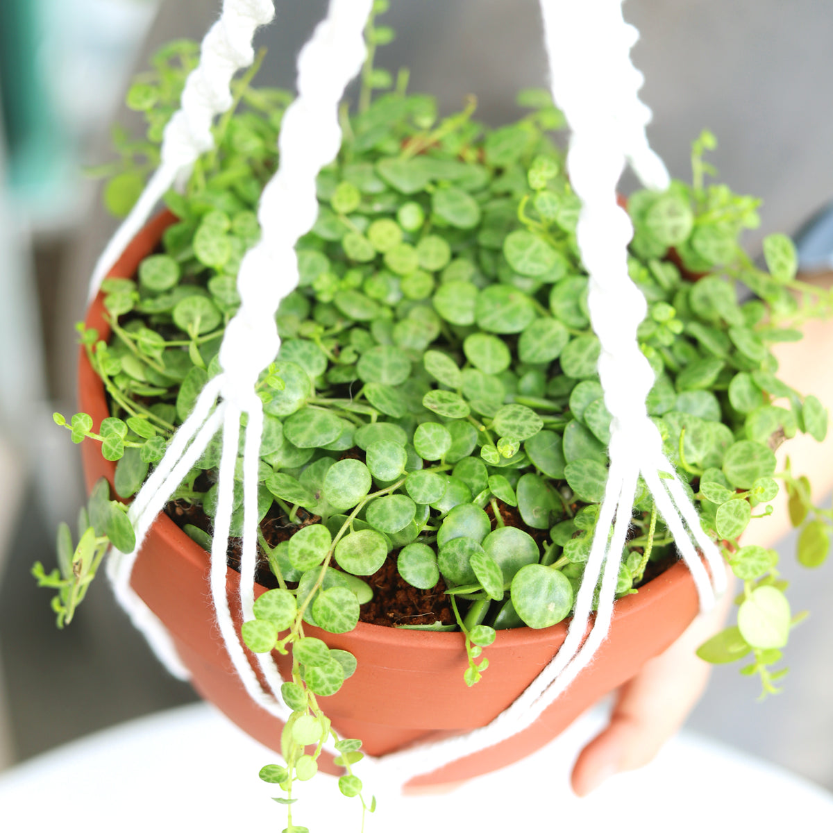 hanging turtle plant Peperomia String Of Turtles for Sale, Buy Hanging Succulent Plant Online