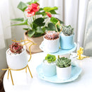 Modern Pot Decor for Home or Office, High Quality Ceramic Pot for Plants and Flowers, Modern Style Indoor Ceramic Planter, Small Minimalist Pot