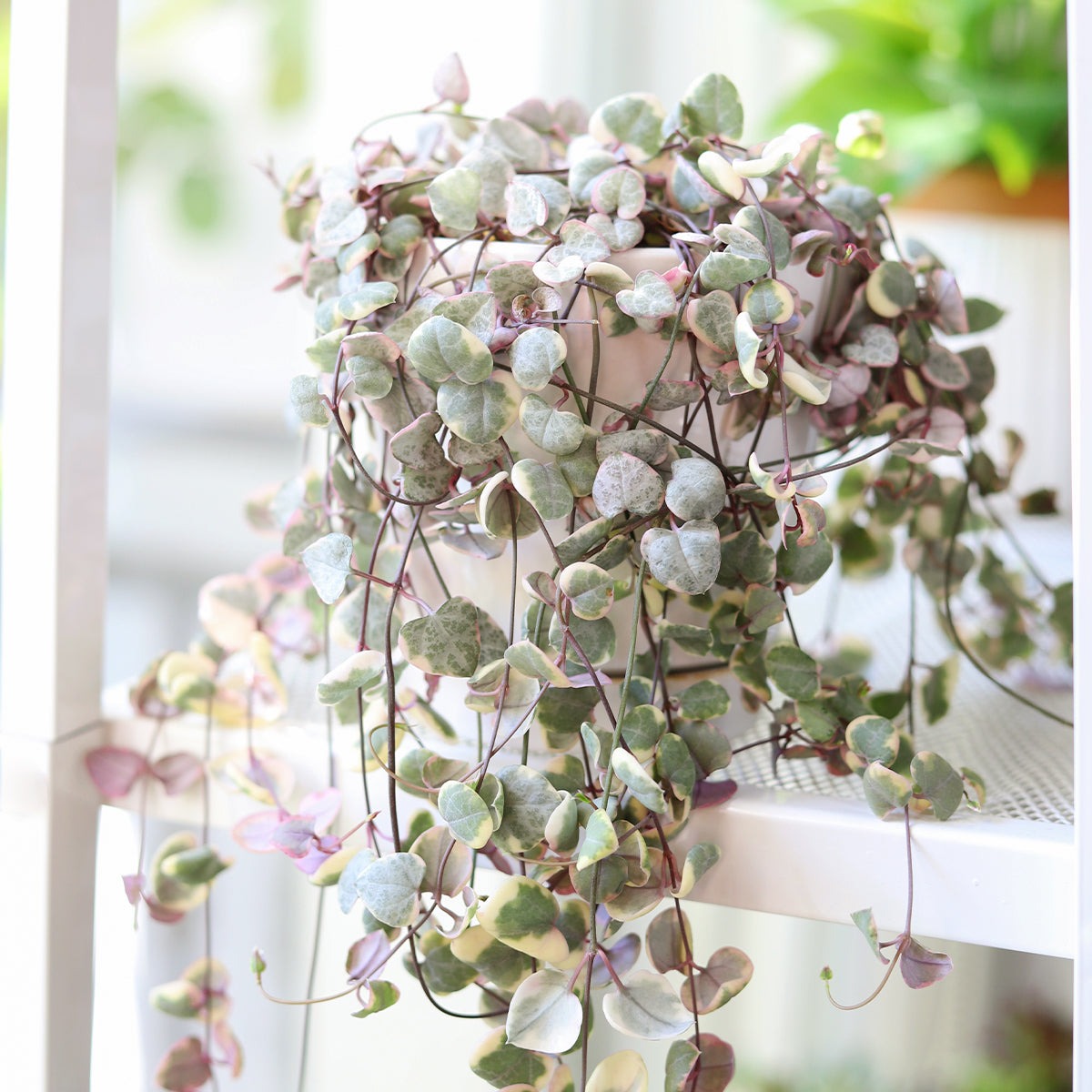 String of Hearts Variegated