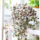 String of Hearts Variegated