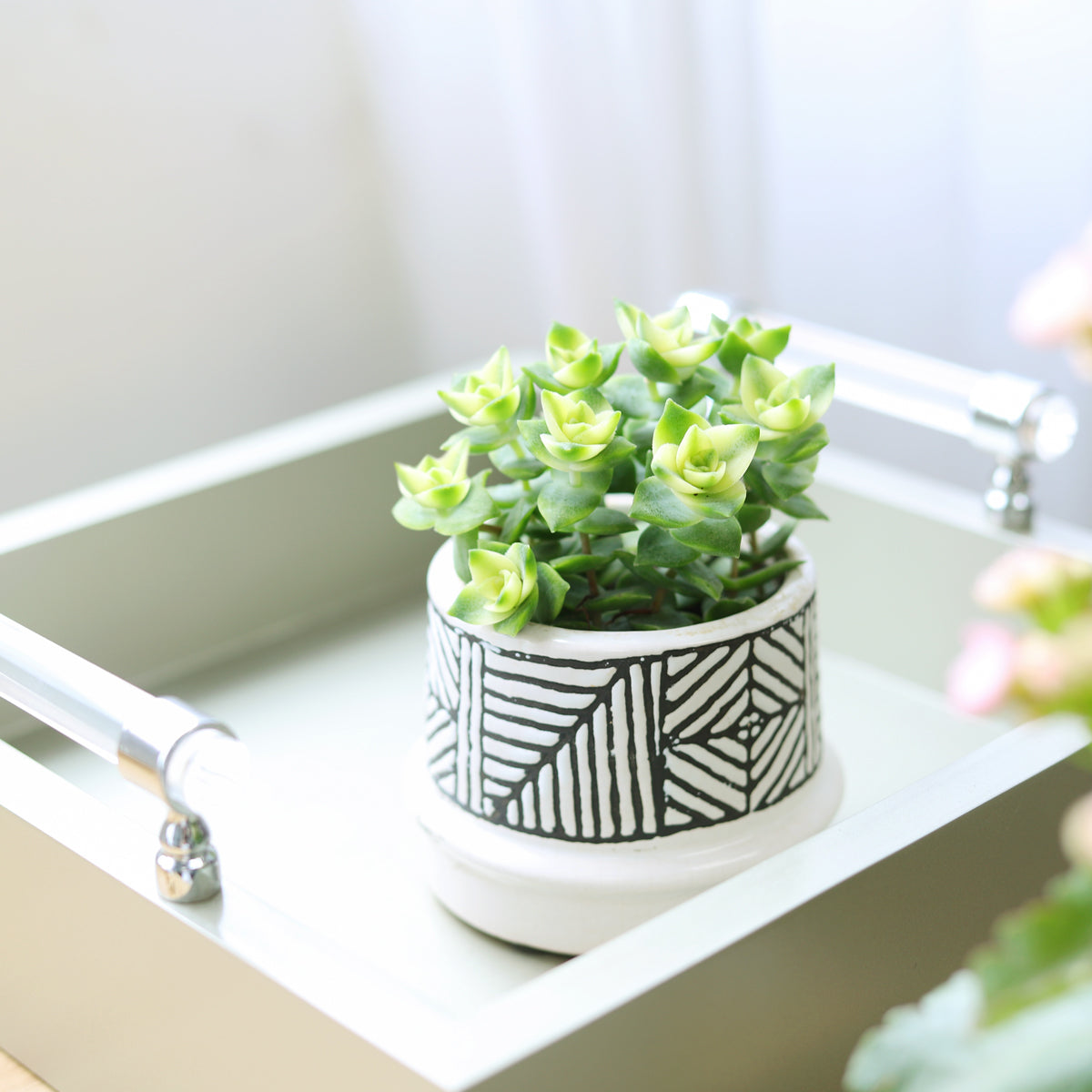 Variegated String of Buttons in decorative ceramic pot, Variegated succulent gift decor ideas