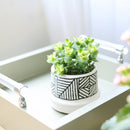 Variegated String of Buttons, succulents store in CA, succulent plant, succulents garden, monthly succulents, succulent care, Rare succulents, Succulents, Succulents shop near me, Variegated String of Buttons in California, How to grow Variegated String of Buttons, crassula, crassula plant, crassula succulent, crassula types, crassula varieties, types of crassula, crassula species, crassulas, succulent crassula