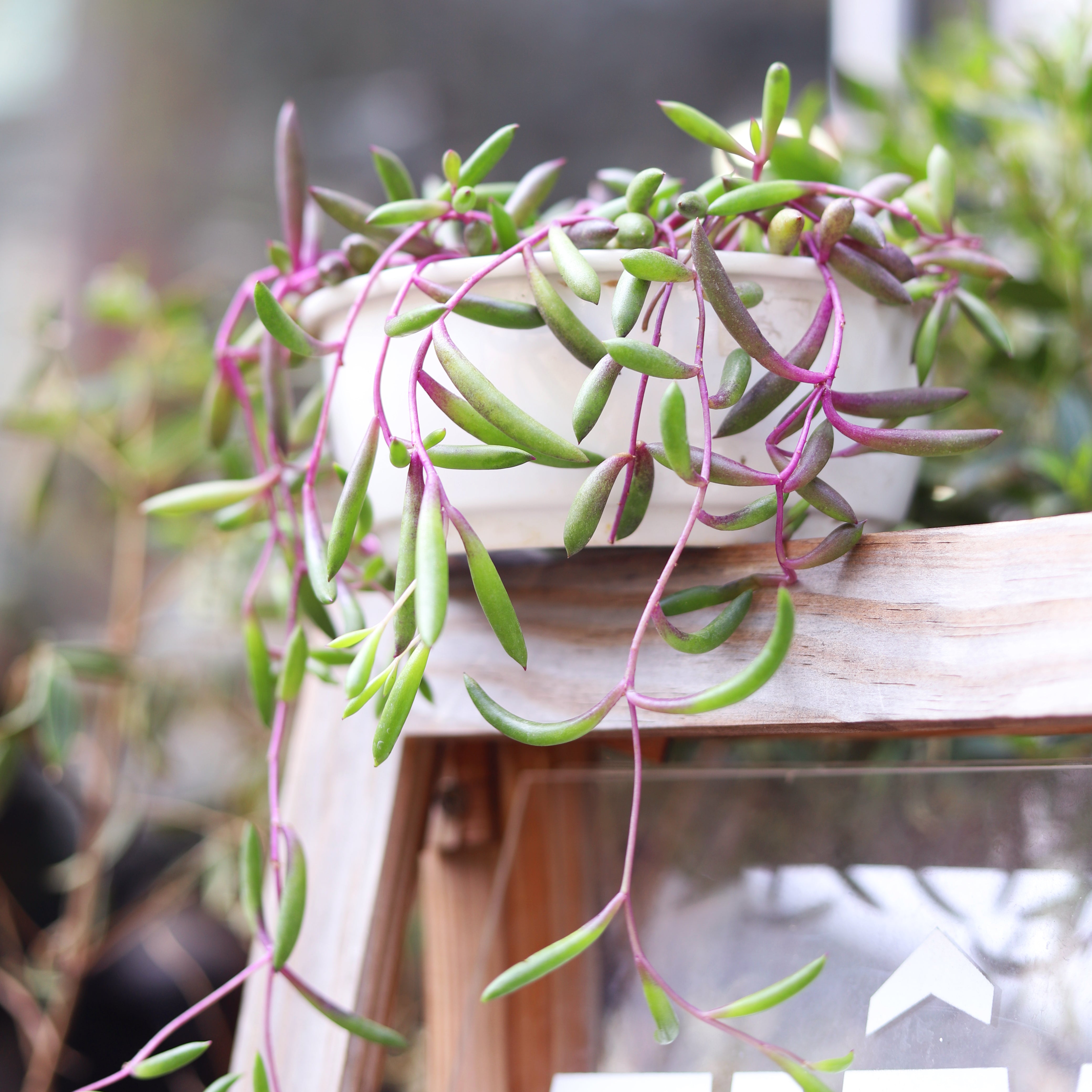 succulent ruby necklace plant Ruby Necklace Succulent
