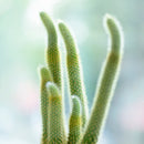 Cleistocactus Winteri Golden Rat Tail Cactus for sale, 4 inch Golden rat tail for sale online