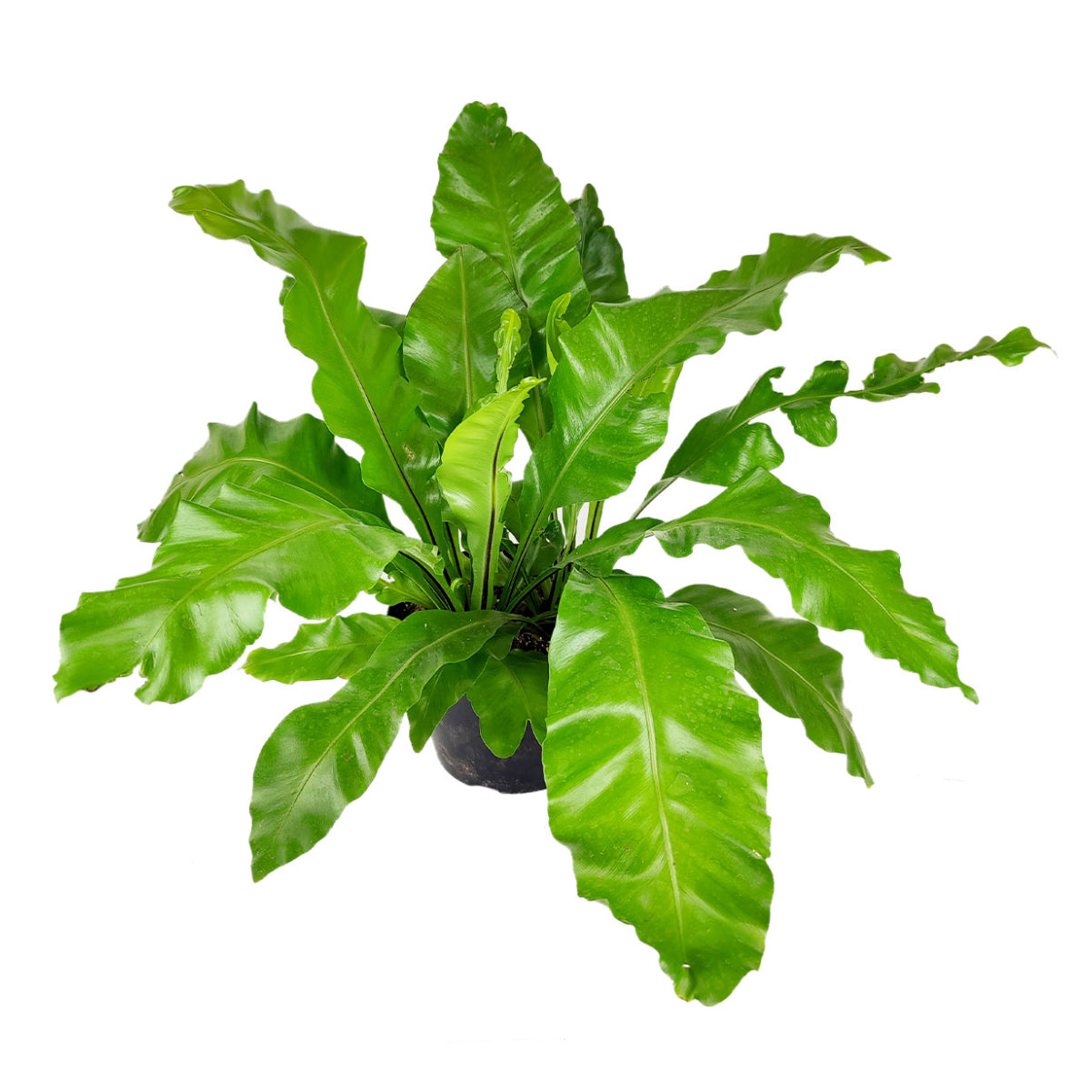 how to care for Birdnest Fern, plants for low light rooms, most popular air-purifying houeplants for home and office