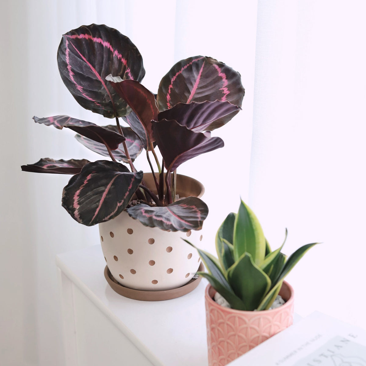 dottie rose painted prayer plant Calathea Dottie Prayer Plant