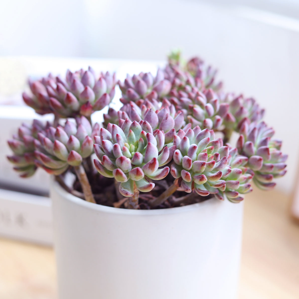 Echeveria Sedeveria Blue Elf Succulent, Succulent Plant for sale, buy succulent online, Holiday decor ideas, Succulent gifts 