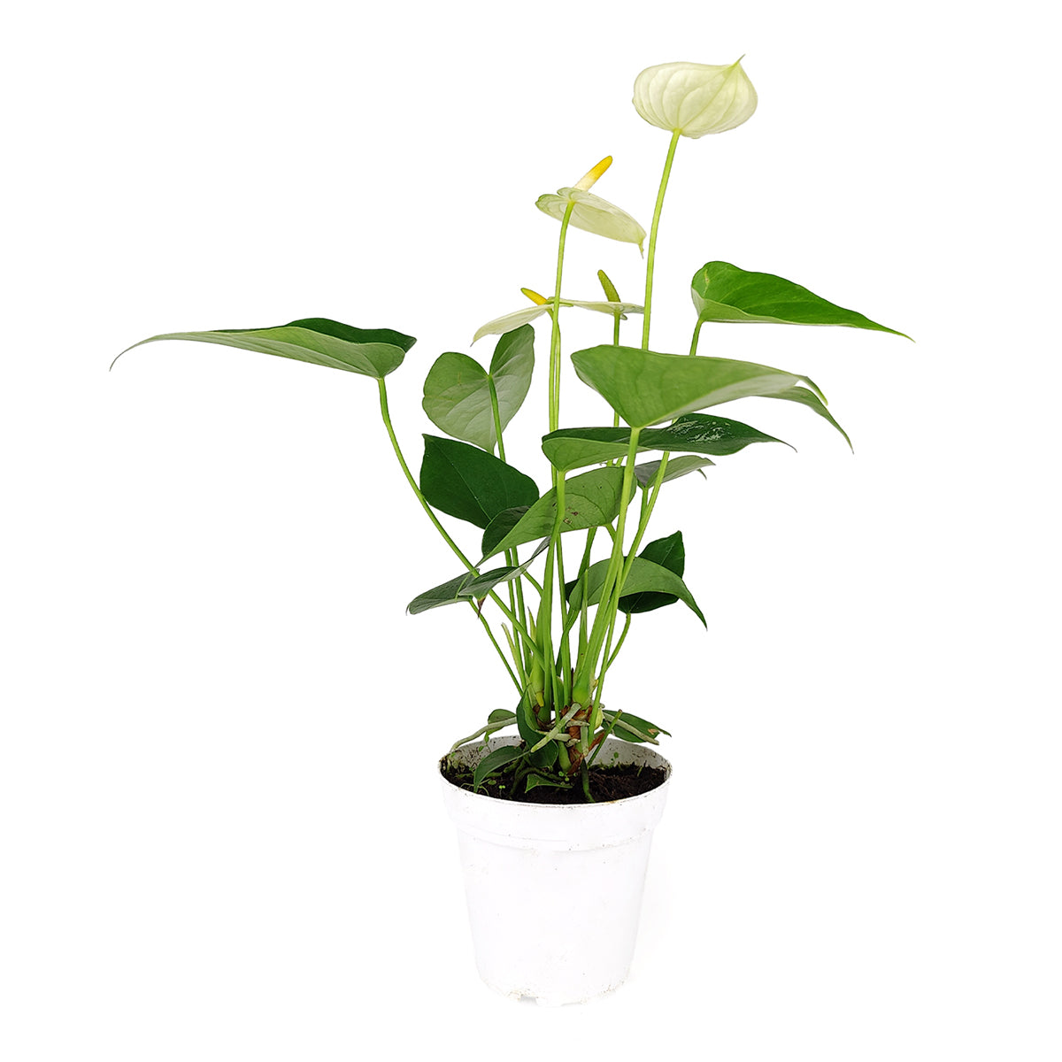 Anthurium White, Flowering Houseplants, Colorful Flowering Houseplants, Air Purifying Houseplants, Easy Care Houseplants