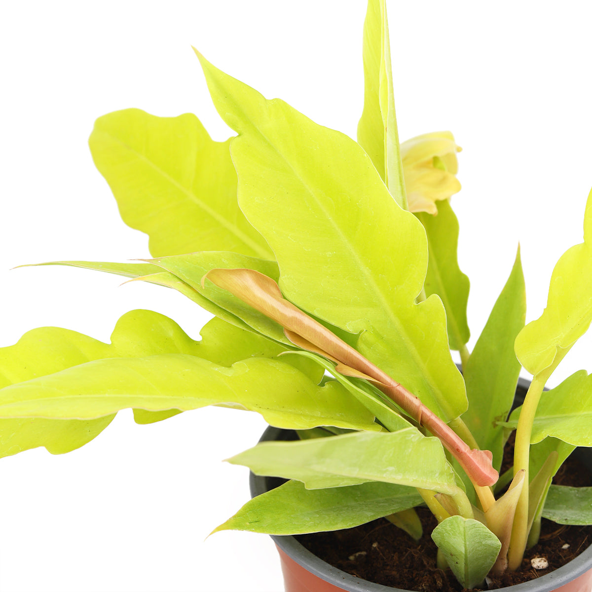 Philodendron Gergaji Golden
