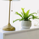 Crissie Fern, medium and low light houseplant, most popular plant for homes and offices, Asplenium antiquum ‘Crissie’, how to care for Forked Bird’s Nest Fern, easy care air-purifying plant, online plant store

